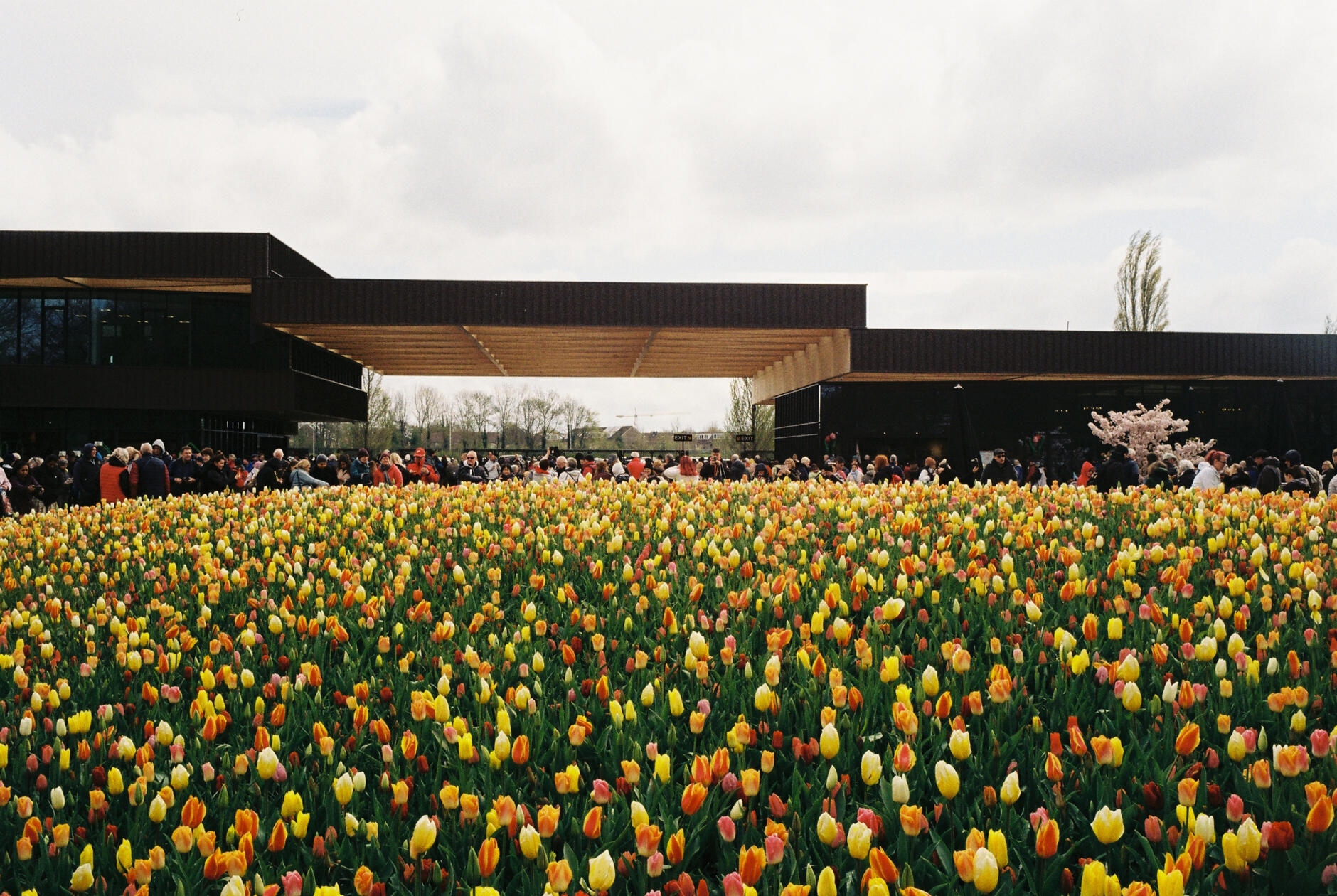 Keukenhof